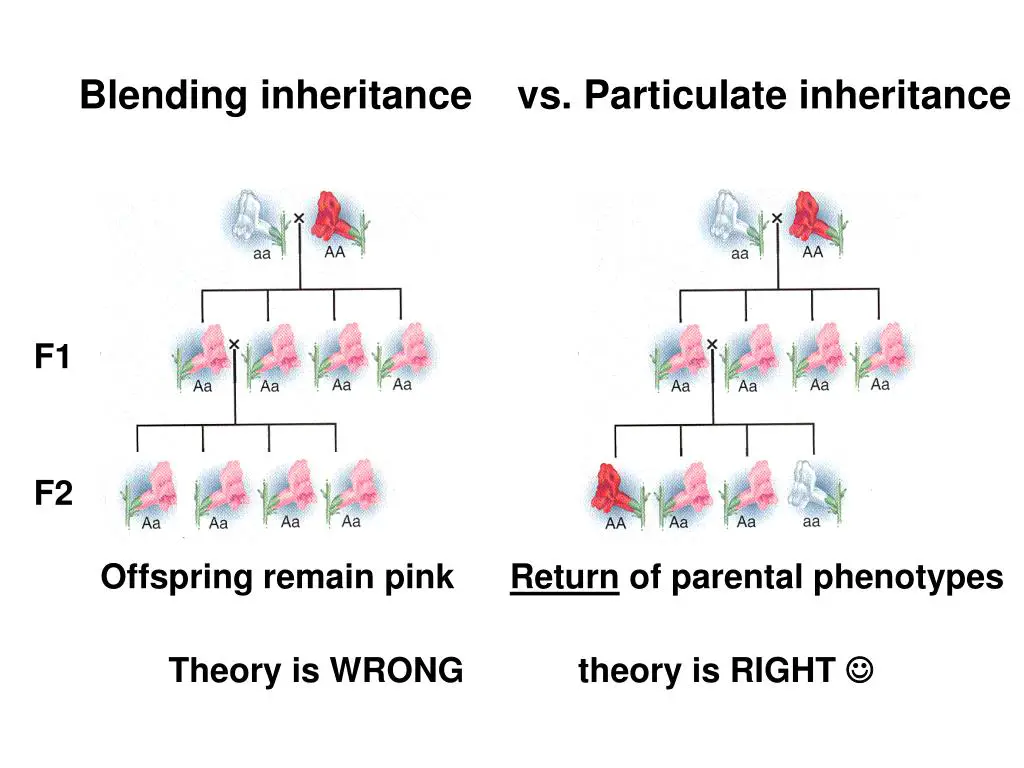 difference-between-blending-and-particulate-inheritance-relationship