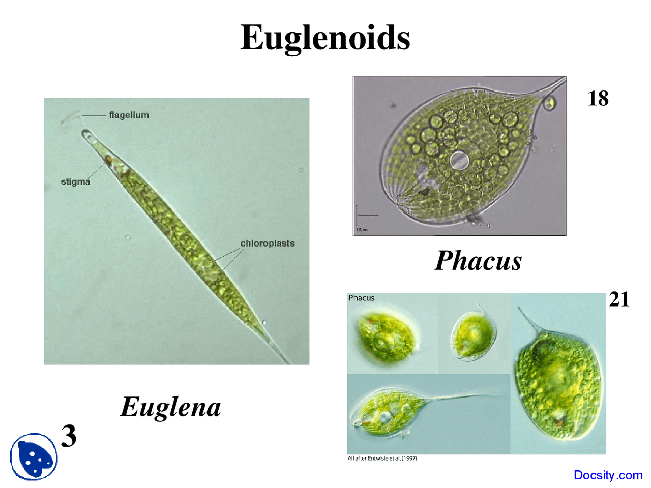 Difference Between Euglenoids And Euglena - Relationship Between