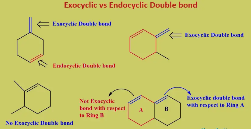 difference-between-exocyclic-and-endocyclic-double-bond-relationship