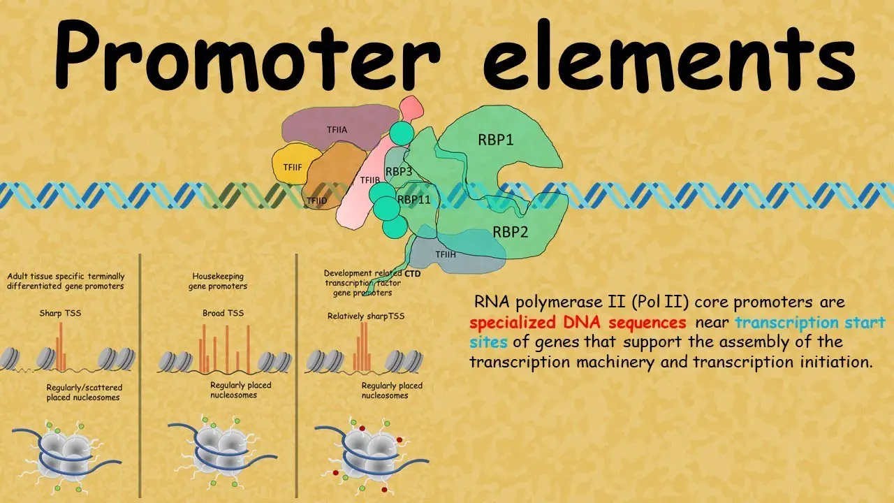 Difference Between Primer And Promoter Relationship Between