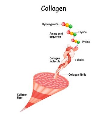 The basics of collagen: describing the structure and function of collagen in the body