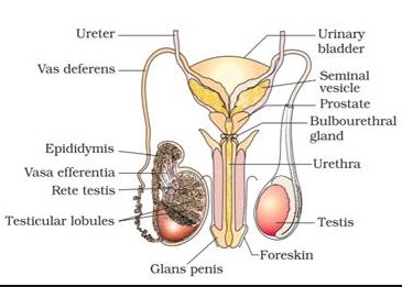 Anatomical differences between vas deferens and vasa efferentia