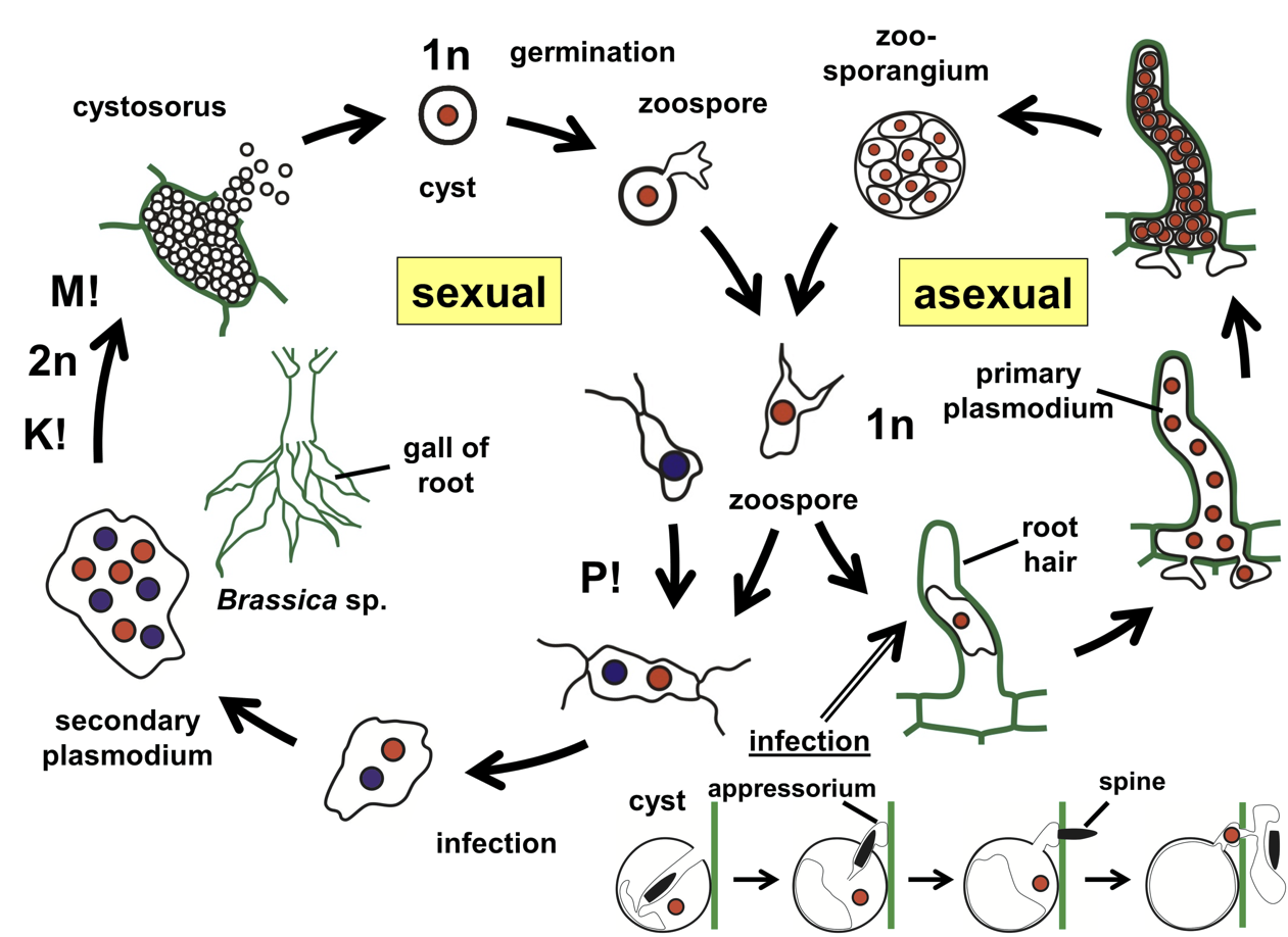 Difference Between Mastigomycotina And Zygomycota - Relationship Between