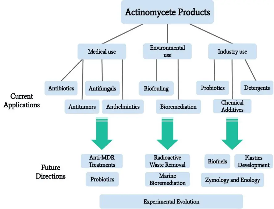 Comparison of actinomyces and actinomycetes
