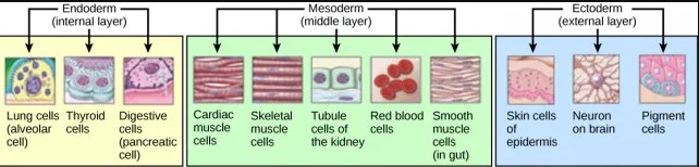 Definition of histogenesis and morphogenesis