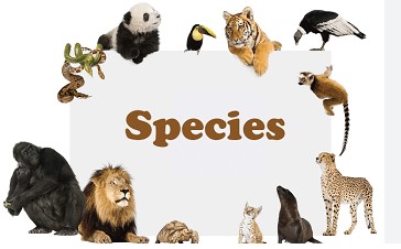 Definition of species