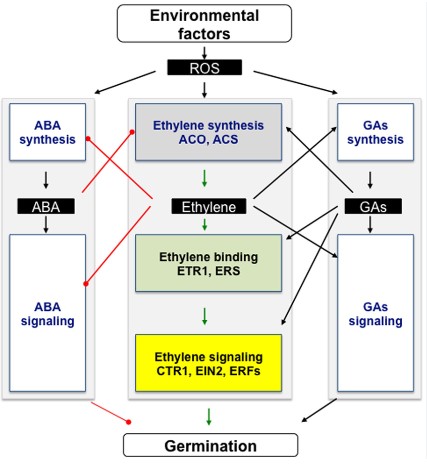 Difference Between Abscisic Acid And Gibberellins