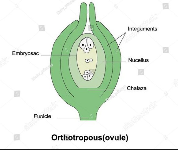 Difference Between Anatropous And Orthotropous Ovule