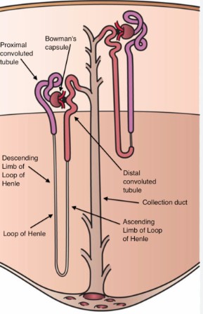 Difference Between Ascending And Descending Loop Of Henle