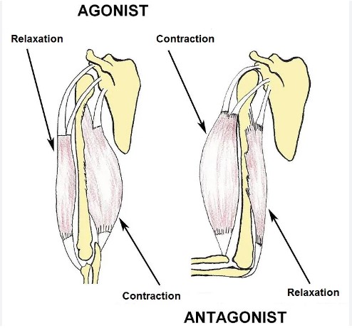 Difference Between Autogenic And Reciprocal Inhibition