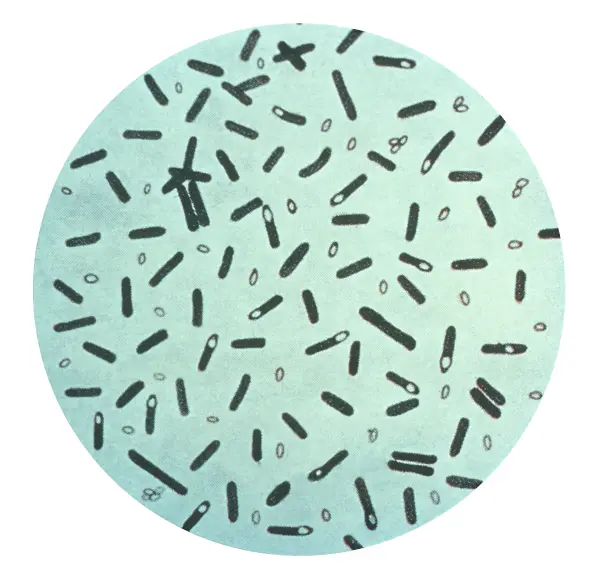 Difference Between Bacillus And Clostridium