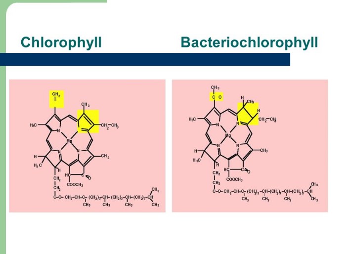 Difference Between Bacteriochlorophyll And Chlorophyll