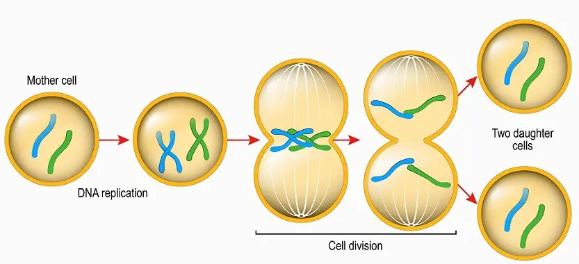 Difference Between Cellular Differentiation And Cell Division