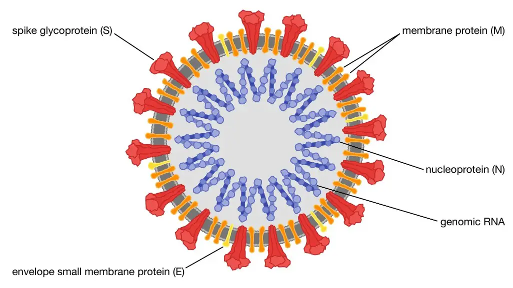 Difference Between Coronavirus And Rhinovirus