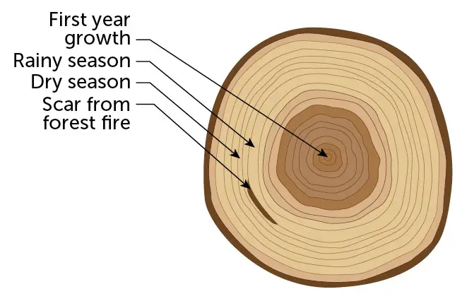 Difference Between Dendrochronology And Dendroclimatology