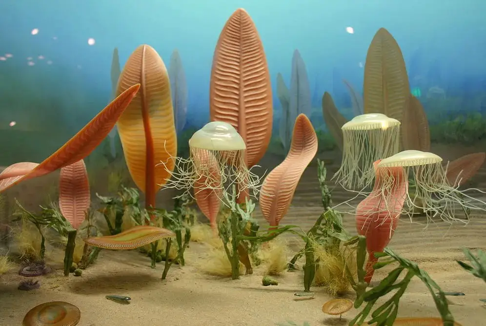 Difference Between Ediacaran Extinction And Cambrian Explosion