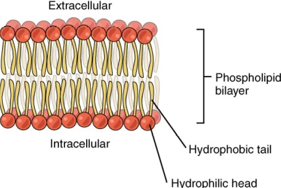 Difference Between Glycolipids And Phospholipids