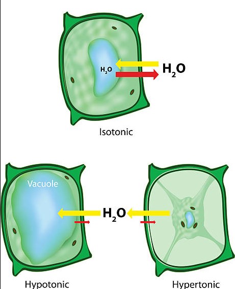 Difference Between Isosmotic Hyperosmotic And Hypoosmotic
