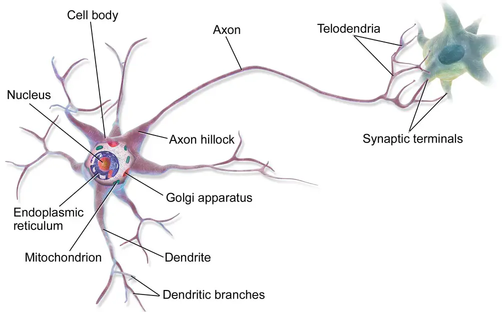 Difference Between Multipolar Bipolar And Unipolar Neurons