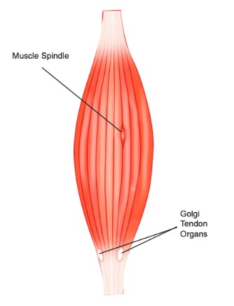 Difference Between Muscle Spindle And Golgi Tendon Organ