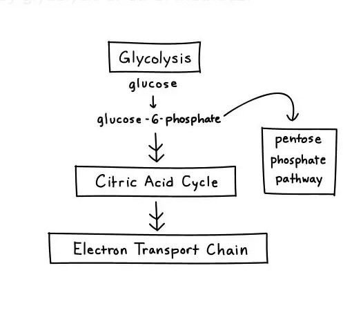 Difference Between Oxidative And Nonoxidative Pentose Phosphate Pathway