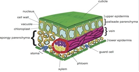 Difference Between Palisade Parenchyma And Spongy Parenchyma