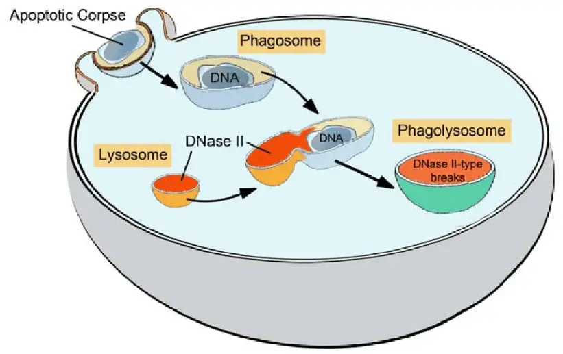 Difference Between Phagolysosome And Phagosome