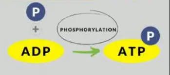 Difference Between Phosphorylation And Dephosphorylation