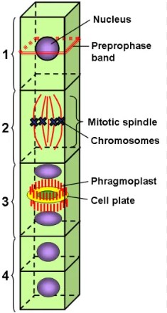 Difference Between Phragmoplast And Cell Plate