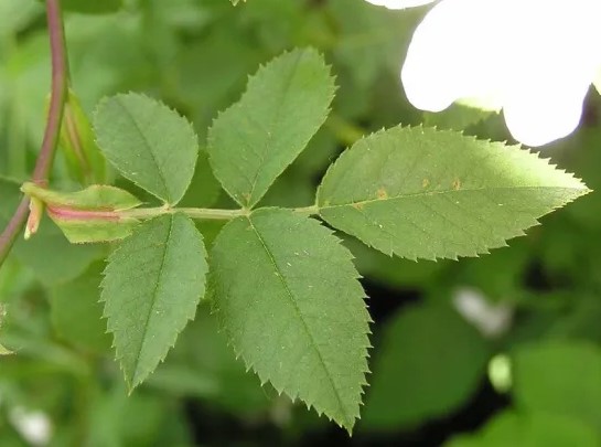 Difference Between Stipule And Axillary Bud