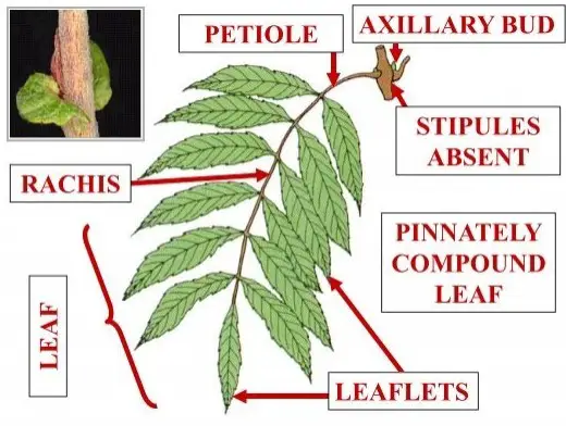 Definition of stipule: clarifying the definition of a stipule