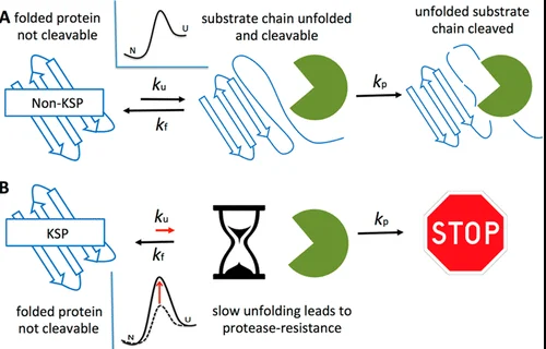 difference-between-thermodynamic-and-kinetic-stability-relationship