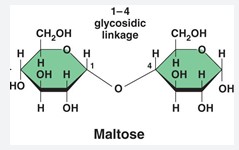 Difference Between Trehalose And Maltose