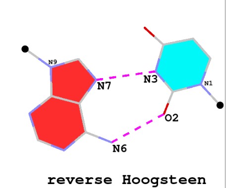 Difference Between Watson And Crick And Hoogsteen Base Pairing