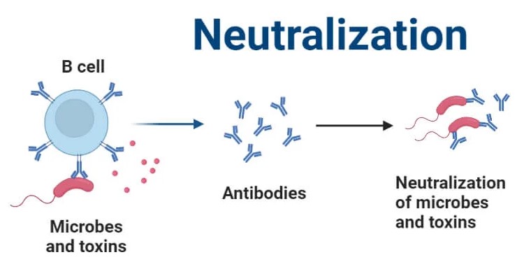 Differences between equalization and neutralization