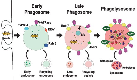 Differences between phagolysosome and phagosome