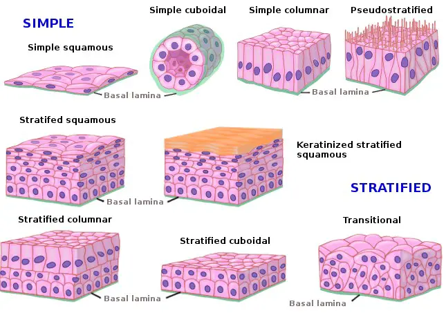 Differences in cell functions between simple squamous and simple cuboidal