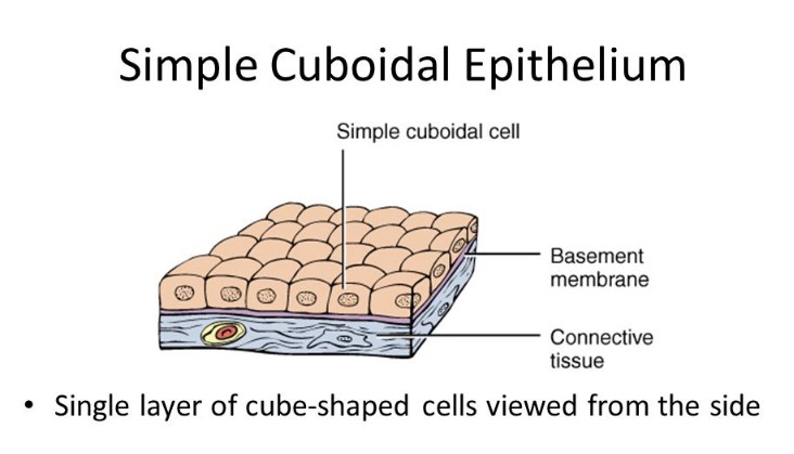 Differences in cell structure between simple squamous and simple cuboidal
