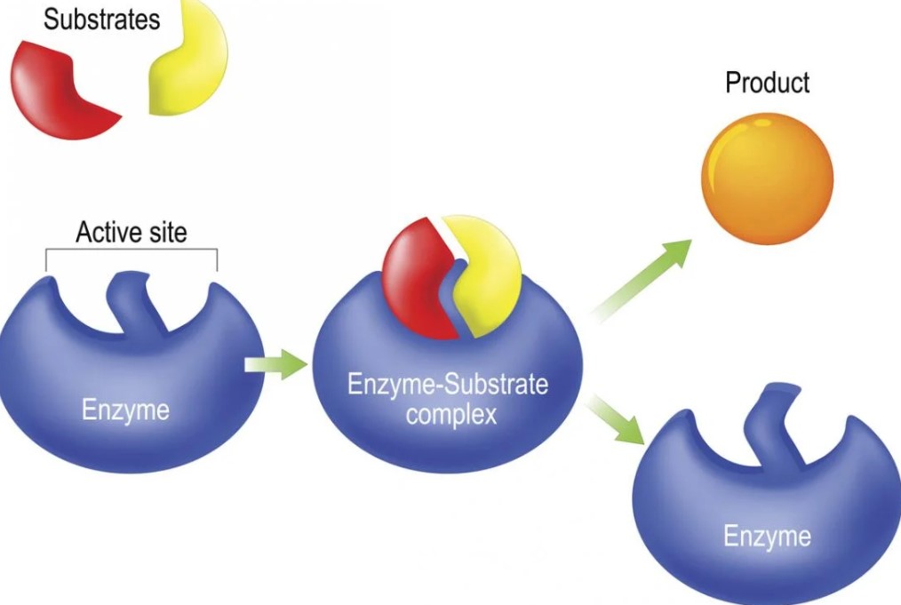 Differences in enzyme function