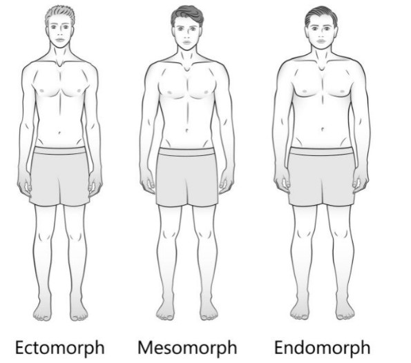 Difference Between Ectomorph Mesomorph And Endomorph - Relationship Between