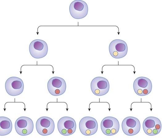 Examples of cellular differentiation and cell division