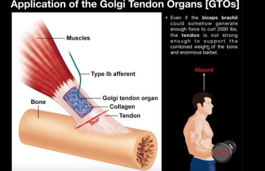 Function of golgi tendon organ