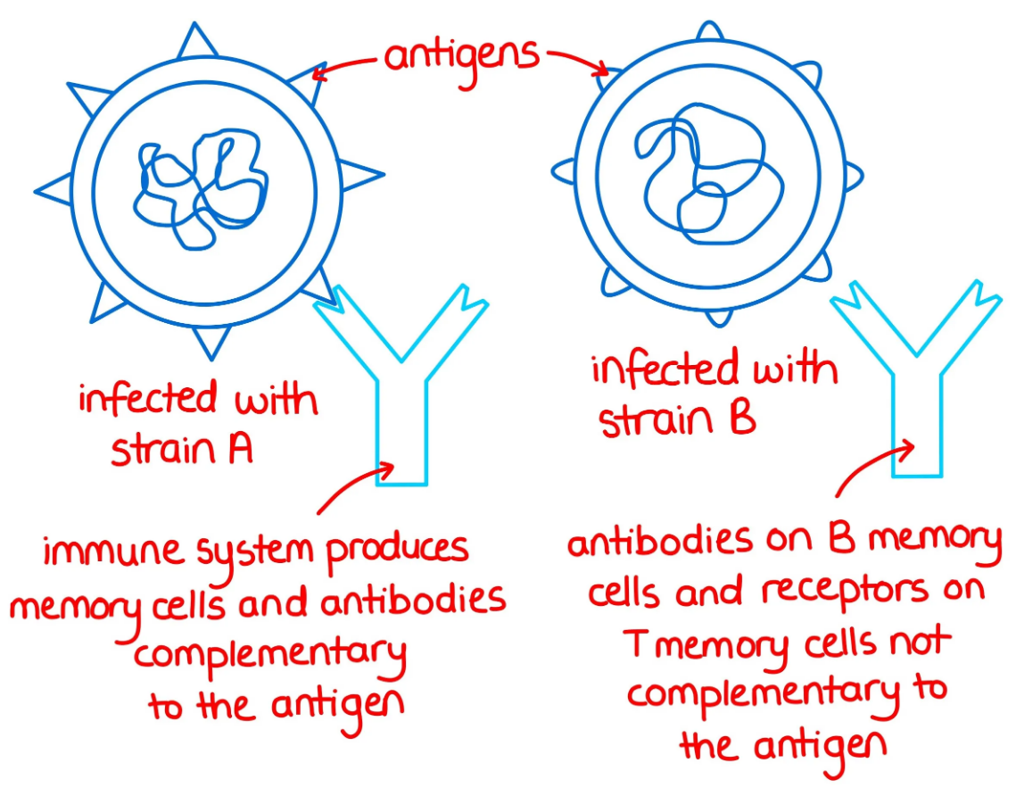 Difference Between Antigenic And Phase Variation Relationship Between 3498