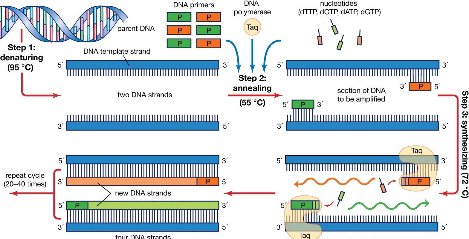 Difference Between Pcr And Vs Real Time Pcr - Relationship Between