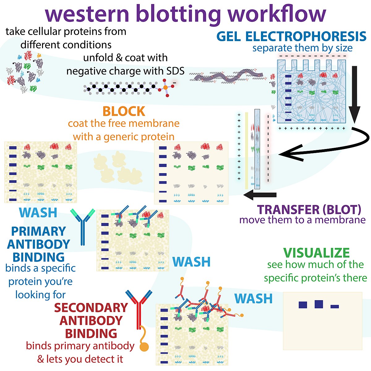 Difference Between Elisa And Vs Western Blot Relationship Between   Western Blot 