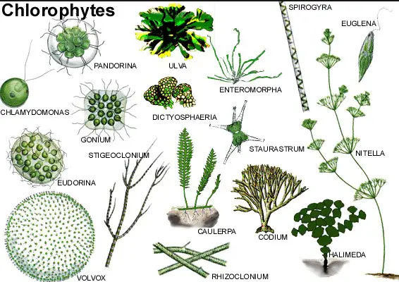 What is chlorophyta