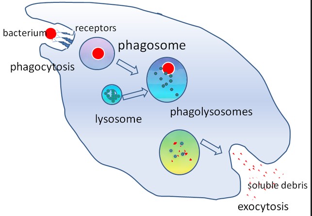 What is phagosome