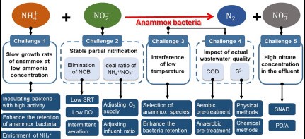 Advantages and disadvantages of anammox and denitrification