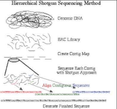 Advantages and disadvantages of hierarchical sequencing