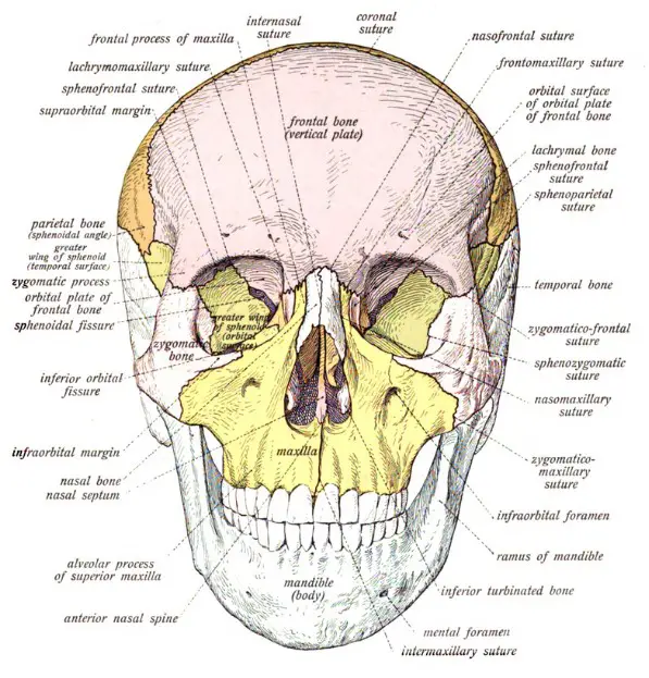 Anatomical differences between basal and alveolar bone